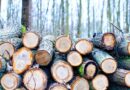 Scientists Can Now Grow Wood in a Lab Without Cutting a Single Tree